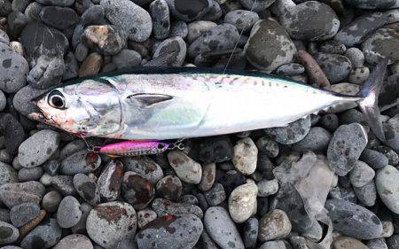 アオリイカまだまだ！ソウダガツオは好調